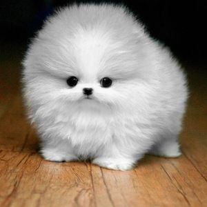 Meet your Posher, Samira